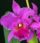 Norman's Bay 'Low's' AMAOS